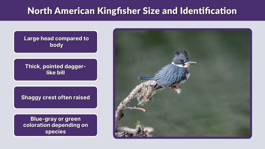 North American Kingfisher Size and Identification