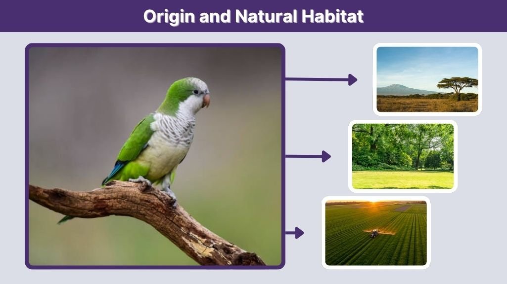 Origin and Natural Habitat