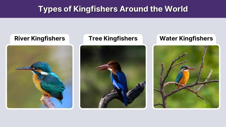 Types of Kingfishers Around the World