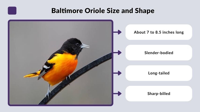 Baltimore Oriole Size and Shape