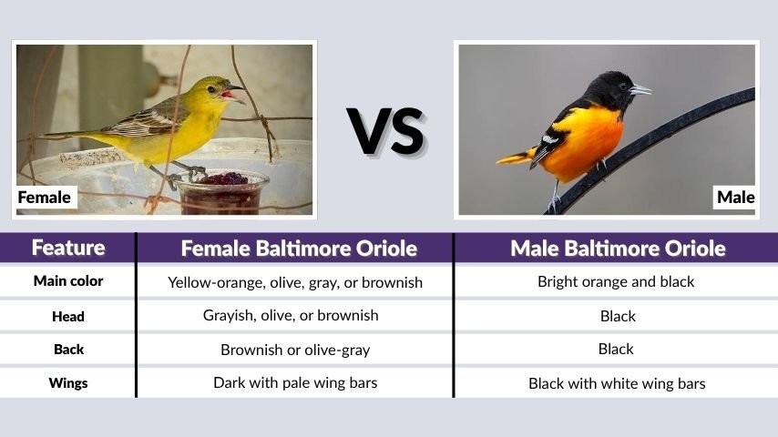 Female vs Male Baltimore Oriole