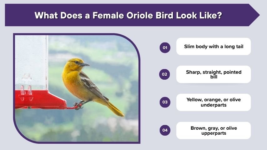 What Does a Female Oriole Bird Look Like?