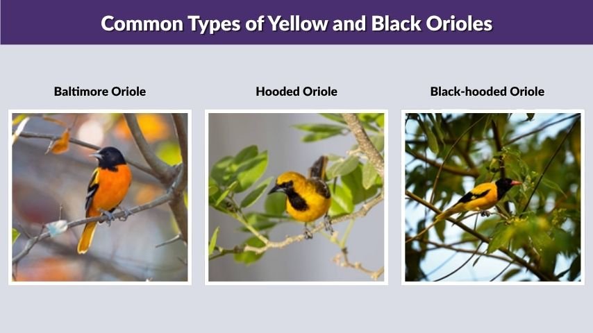 Common Types of Yellow and Black Orioles