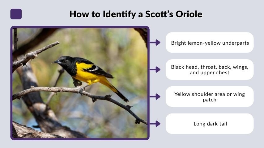 How to Identify a Scott’s Oriole