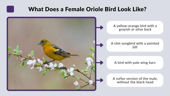 What Does a Female Oriole Bird Look Like?