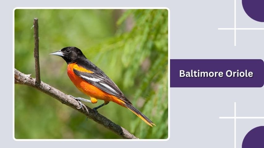 Baltimore Oriole: The Orange and Black Oriole Bird