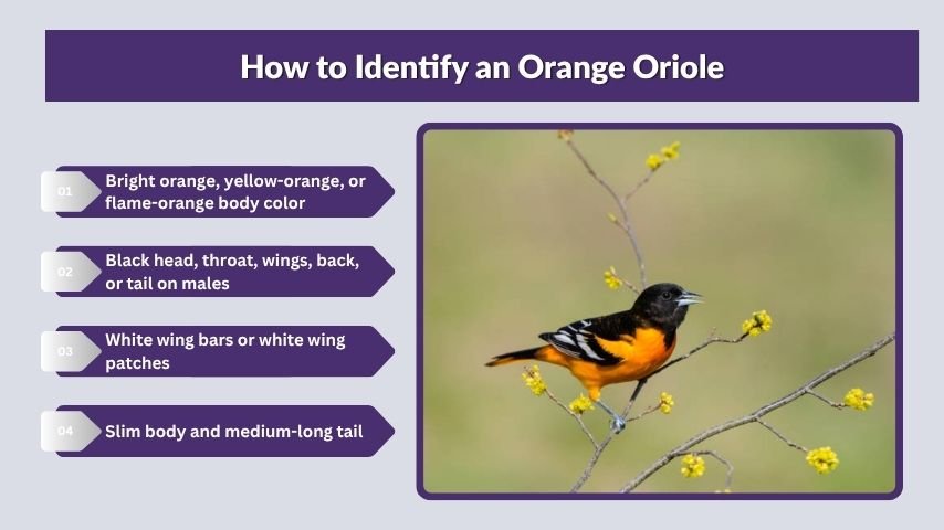 How to Identify an Orange Oriole