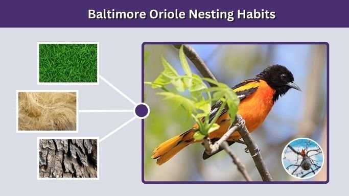 Baltimore Oriole Nesting Habits