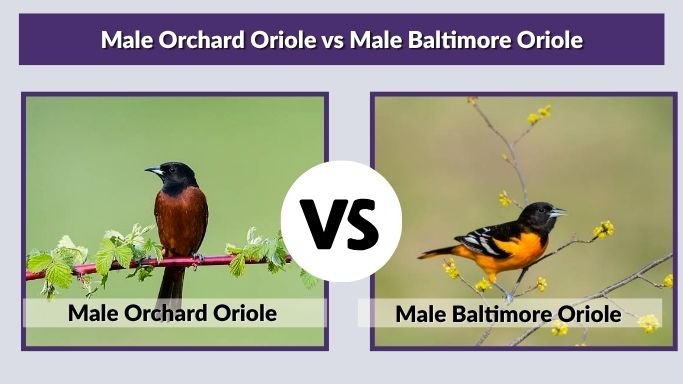 Male Orchard Oriole vs Male Baltimore Oriole