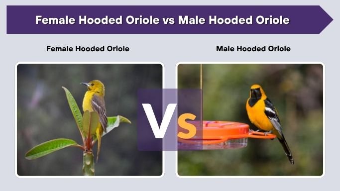 Female Hooded Oriole vs Male Hooded Oriole