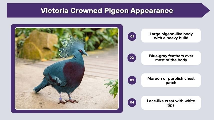 Victoria Crowned Pigeon Appearance