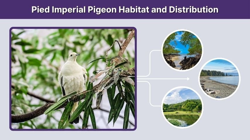Pied Imperial Pigeon Habitat and Distribution