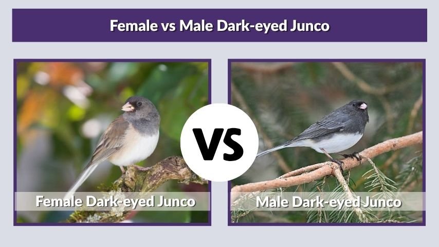 Female vs Male Dark-eyed Junco
