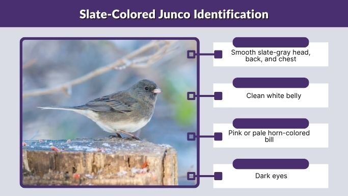 Slate-Colored Junco Identification