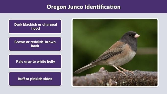 Oregon Junco Identification