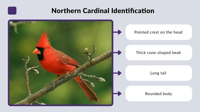 Northern Cardinal Identification