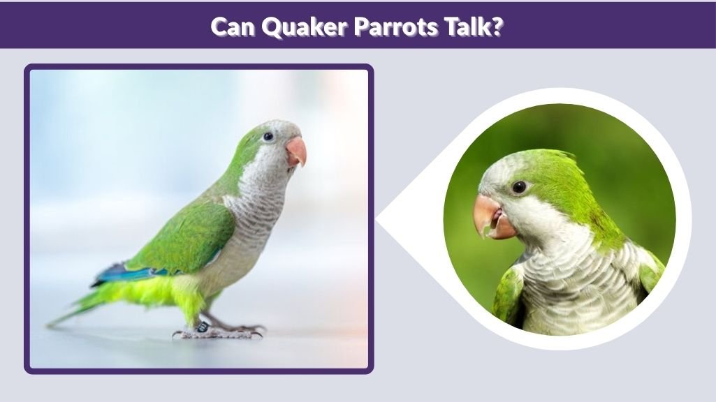 Can Quaker Parrots Talk?