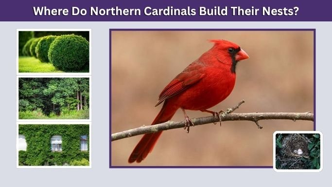 Where Do Northern Cardinals Build Their Nests?