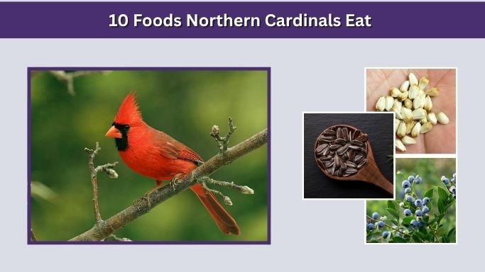 10 Foods Northern Cardinals Eat