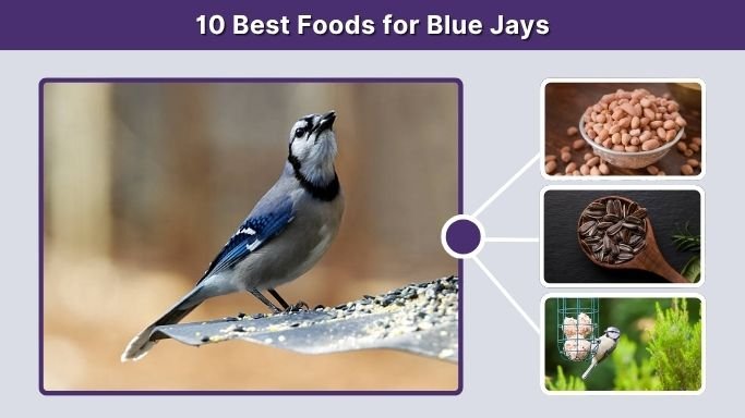 10 Best Foods for Blue Jays