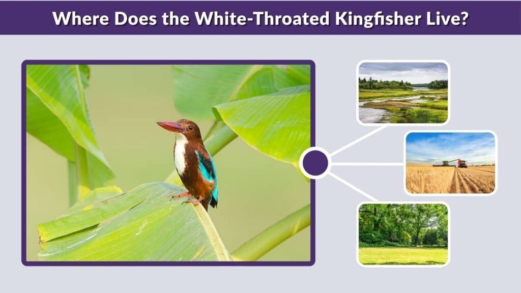 Where Does the White-Throated Kingfisher Live?
