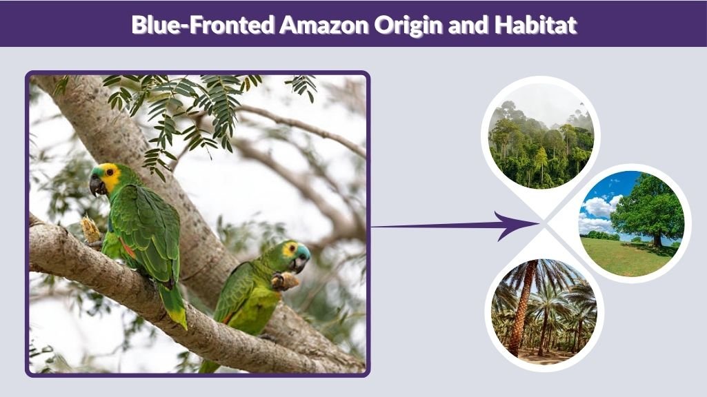 Blue-Fronted Amazon Origin and Habitat