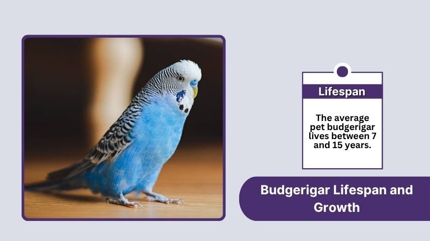 Budgerigar Lifespan and Growth