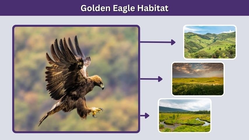 Golden Eagle Habitat
