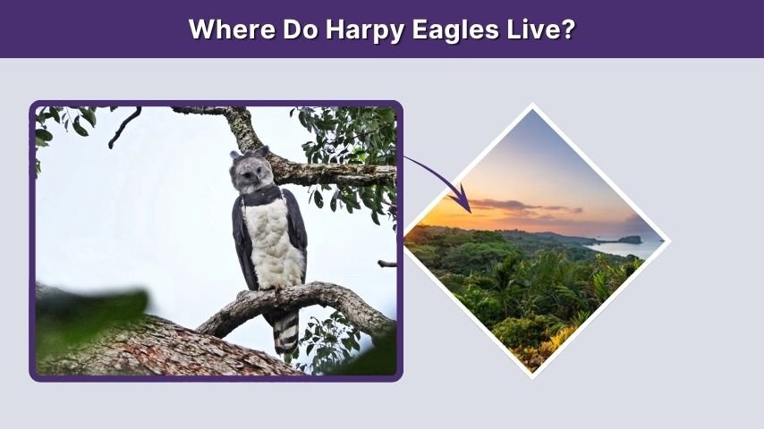 Where Do Harpy Eagles Live?