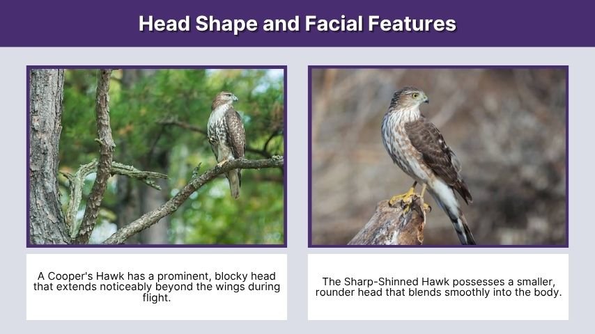 Head Shape and Facial Features