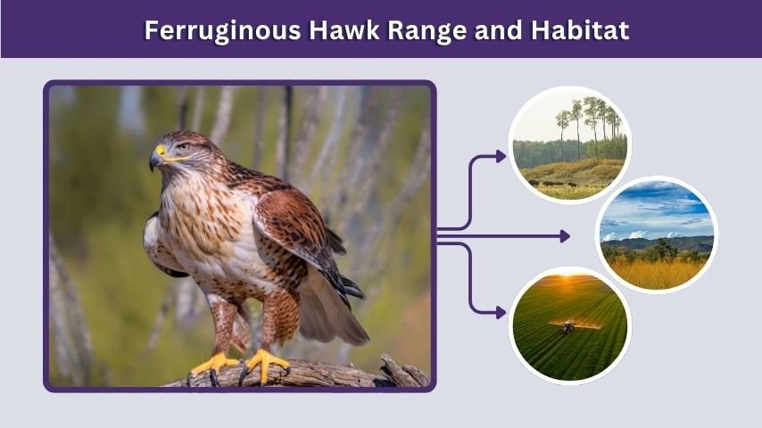 Ferruginous Hawk Range and Habitat
