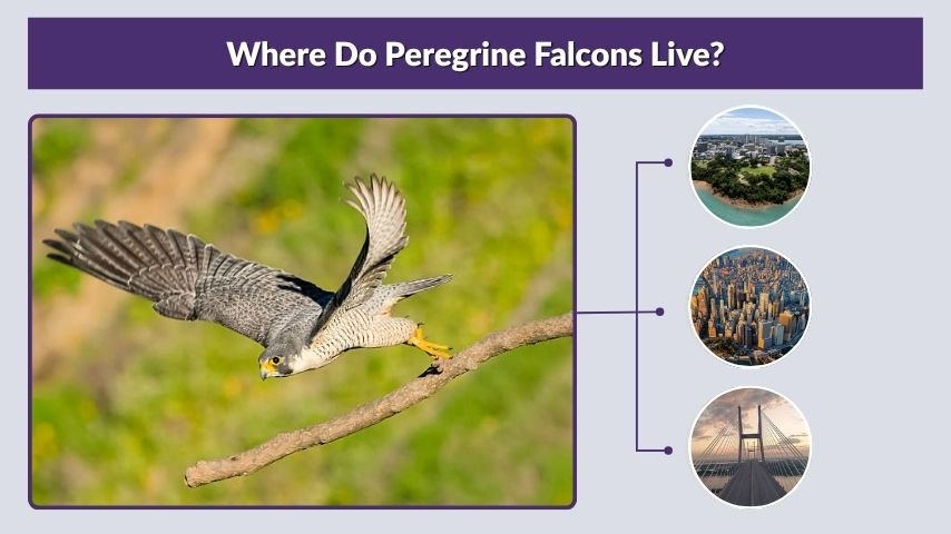 Where Do Peregrine Falcons Live?