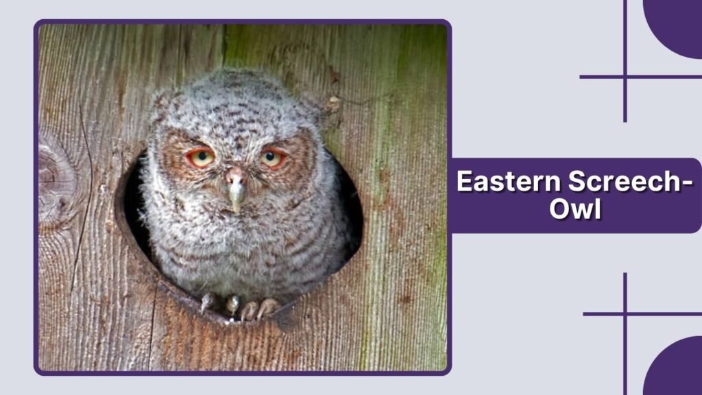Eastern Screech-Owl