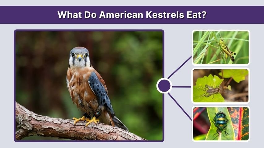 What Do American Kestrels Eat?