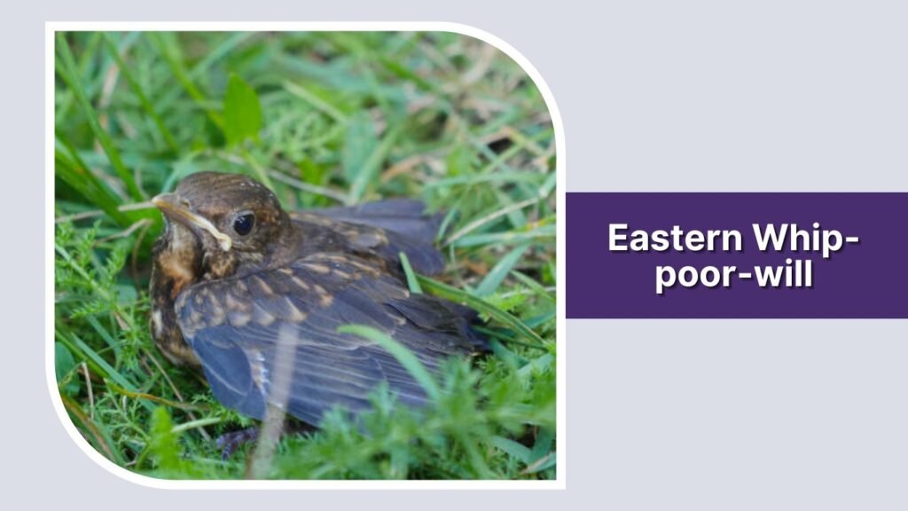 Eastern Whip-poor-will