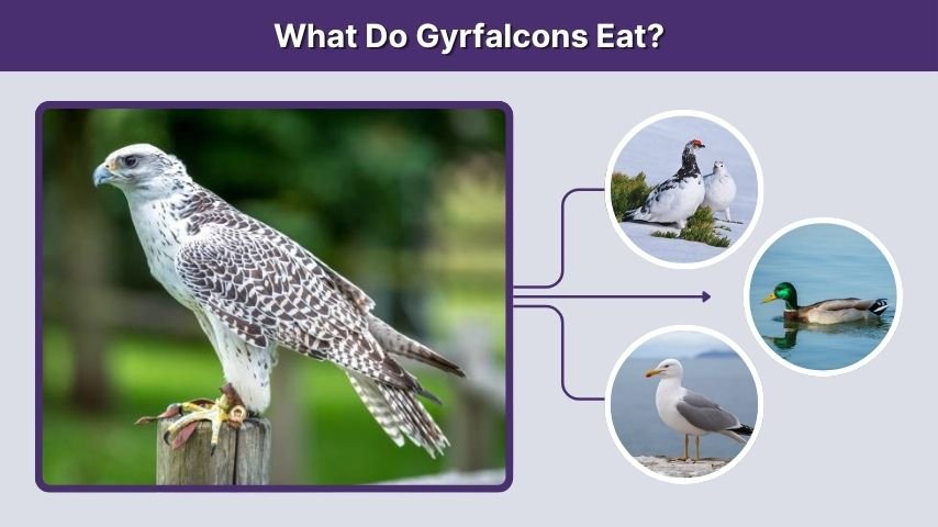 What Do Gyrfalcons Eat?