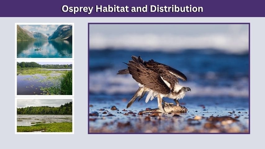 Osprey Habitat and Distribution