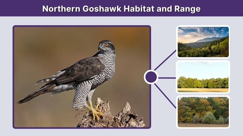 Northern Goshawk Habitat and Range