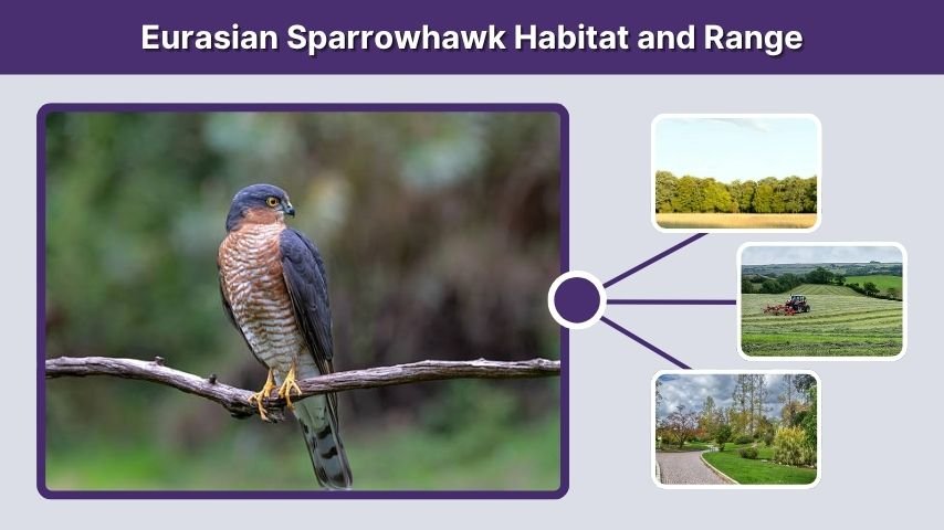Eurasian Sparrowhawk Habitat and Range