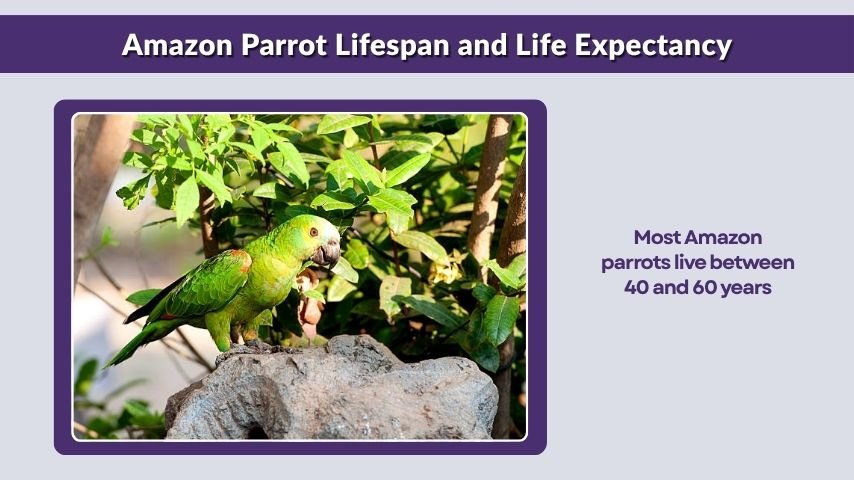 Amazon Parrot Lifespan and Life Expectancy