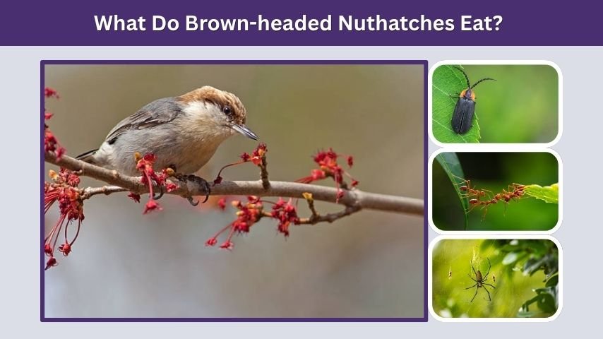 What Do Brown-headed Nuthatches Eat?