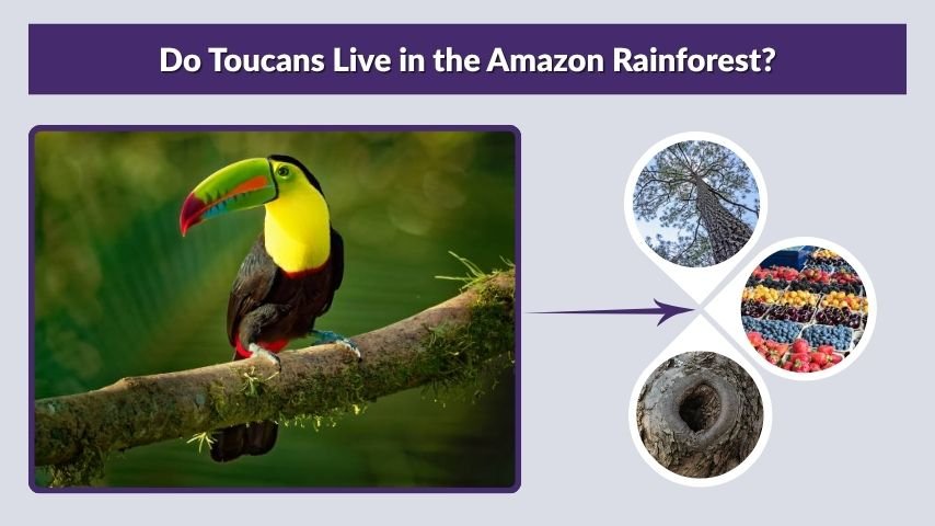 Do Toucans Live in the Amazon Rainforest?