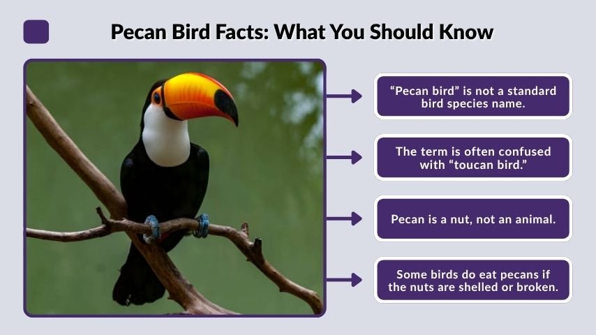 Pecan Bird Facts: What You Should Know