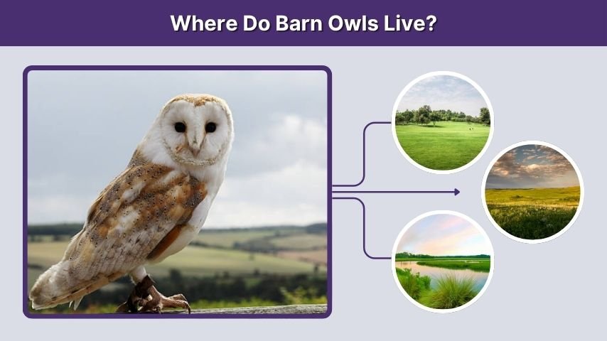 Where Do Barn Owls Live?