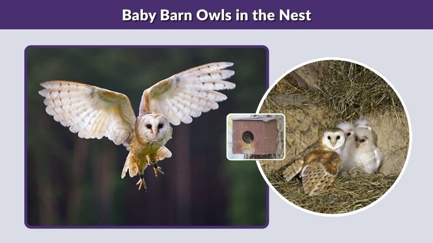 Baby Barn Owls in the Nest