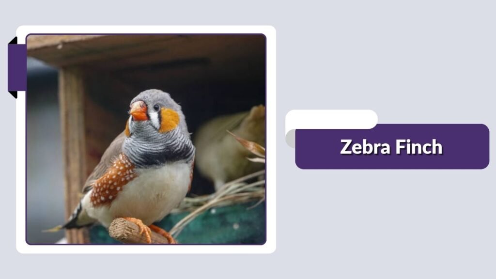 Zebra Finch