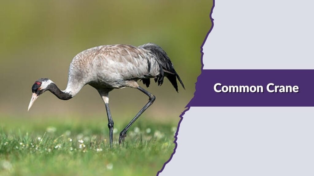 Common Crane