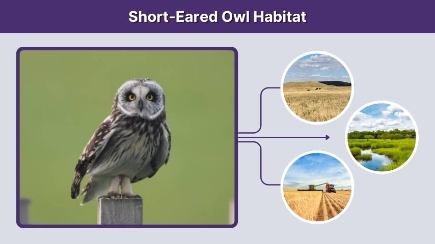 Short-Eared Owl Habitat
