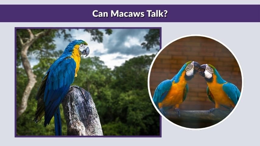 Can Macaws Talk?