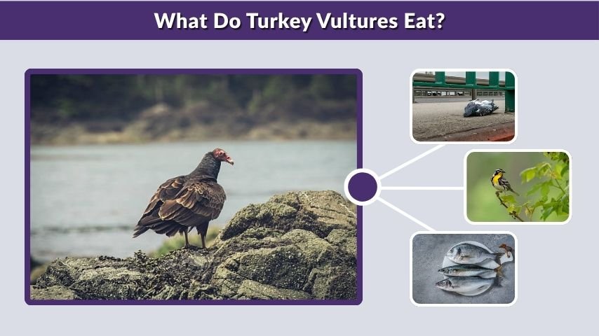 What Do Turkey Vultures Eat?